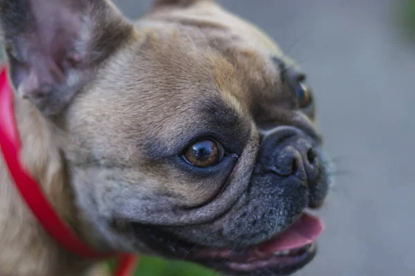 Bulldog francese che posa fuori. Bulldog di razza in piedi. Ritratto di bulldog francese — Foto Stock