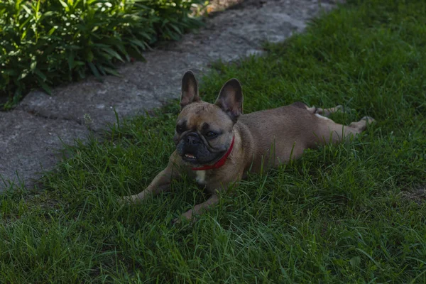 Bonito francês bulldog menina esticando na grama. Verão no campo — Fotografia de Stock