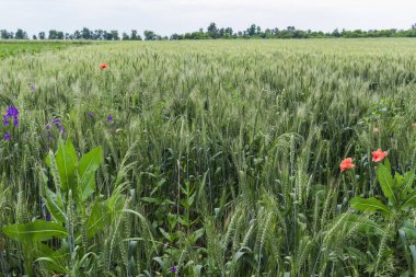 Vahşi gelincikler Papaver rhoeas ve Çatallı Larkspur Consolida regalis güneşli bir günde yaz tarlasında çiçek açıyor.