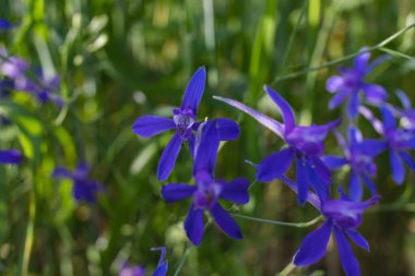 Çatallı tarla faresi, Consolida regalis ya da Vahşi Delphinium mavi çiçekler, sığ alan derinliği