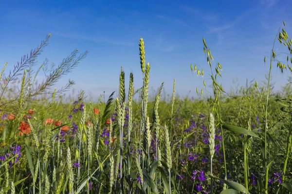 Wilde Mohnblumen Papaver rhoeas und Gabeldorsch Consolida regalis blühen im Sommerfeld an sonnigen Tagen - selektiver Fokus — Stockfoto