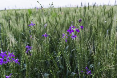Mavi çatallı tarla kuşu çiçeğinin enfeksiyonu yeşil buğday arka planına yakındır. Doğal yaz çiçekleri.