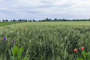 Vahşi gelincikler Papaver rhoeas ve Çatallı Larkspur Consolida regalis güneşli bir günde yaz tarlasında çiçek açıyor.