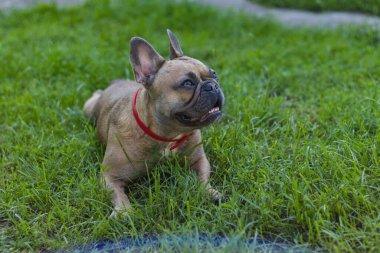 Çimenlerde dinlenen tatlı Fransız bulldog kızı. Kırsalda yaz