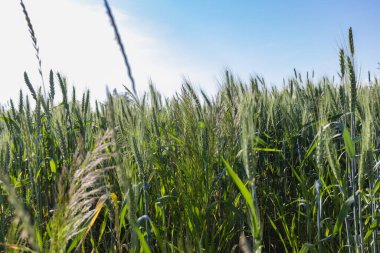 Buğday tarlası resmi. Genç yeşil buğdayın taze kulaklarına ve yaz mevsiminde yakın plan çekimde doğaya bakın. Yumuşak bulanık gökyüzü arkaplanındaki metin için boş alan