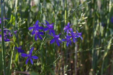 Çatallı tarla faresi, Consolida regalis ya da Vahşi Delphinium mavi çiçekler, sığ alan derinliği