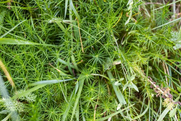 Musgo floresta verde com grama verde perto. textura de musgo de perto — Fotografia de Stock