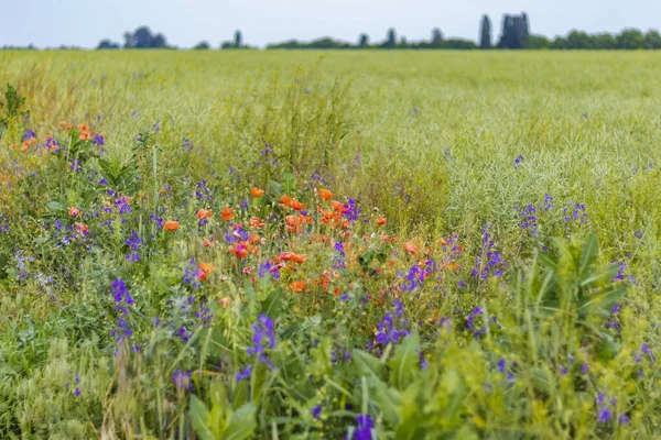 Coquelicots sauvages Papaver rhoeas and Forking larkspur Consolida regalis blooming in summer field in sunny day - focus sélectif — Photo