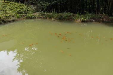 Karpat dağlarındaki ahşap evin yakınındaki bir orman havuzunda koi balığı.