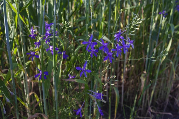 Larkspur bifurcación, Consolida regalis o Wild Delphinium flores azules, poca profundidad de campo —  Fotos de Stock