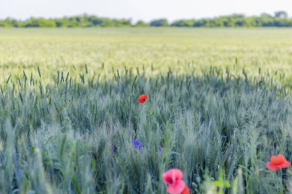 Wilde Mohnblumen Papaver rhoeas und Gabeldorsch Consolida regalis blühen im Sommerfeld an sonnigen Tagen - selektiver Fokus — Stockfoto