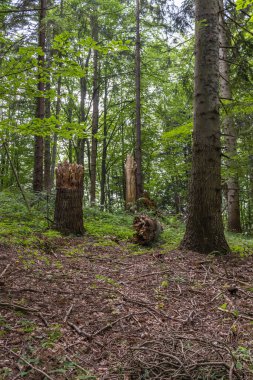 Dağ ormanında büyük kırık bir ağaç. Orman açıklığında büyük bir kütük. Parktaki yaşlı ağacı kestim. Doğa süreci