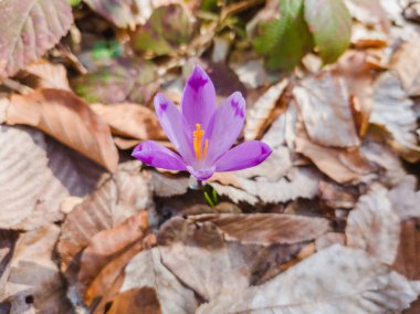 Doğal ortamında çiçek açan vahşi mor krokus. Crocus heuffelianus. Safran çiçek açıyor. Bahar ormanı çiçeği