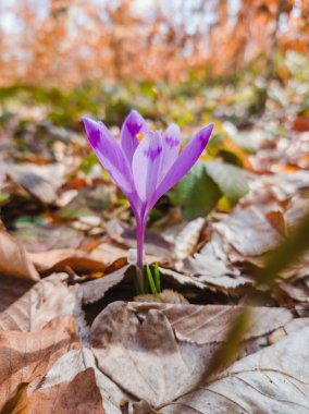 Doğal ortamında çiçek açan vahşi mor krokus. Crocus heuffelianus. Safran çiçek açıyor. Bahar ormanı çiçeği