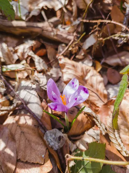 Doğal ortamında çiçek açan vahşi mor krokus. Crocus heuffelianus. Safran çiçek açıyor. Bahar ormanı çiçeği