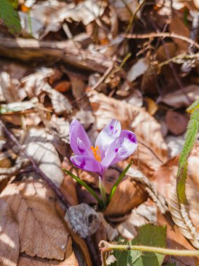 Doğal ortamında çiçek açan vahşi mor krokus. Crocus heuffelianus. Safran çiçek açıyor. Bahar ormanı çiçeği