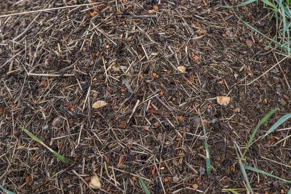 Wood Ant Anthill. Primer plano del ejército de hormigas rojas arrastrándose en el nido, hechas de ramas, semillas y paja —  Fotos de Stock