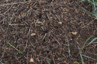 Orman Karınca Antı. Kırmızı karınca ordusunun yakın çekimi yuvada sürünüyor, dallardan, tohumlardan ve samanlardan yapılıyor.