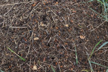Orman Karınca Antı. Kırmızı karınca ordusunun yakın çekimi yuvada sürünüyor, dallardan, tohumlardan ve samanlardan yapılıyor.