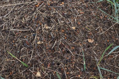 Orman Karınca Antı. Kırmızı karınca ordusunun yakın çekimi yuvada sürünüyor, dallardan, tohumlardan ve samanlardan yapılıyor.