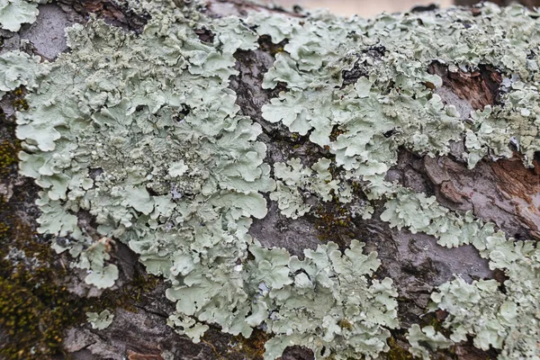 Hypogymnia physodes. Monks-hood lichen. Lichen on tree branch in forest closeup selective focus — стоковое фото