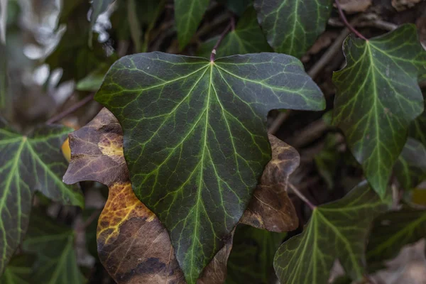 Ivy, Hedera sarmaşığı ya da Avrupa sarmaşığı ağaç kabuğuna tırmanıyor. Kapat.