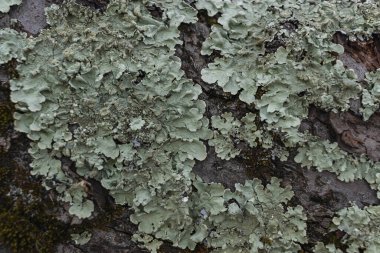 Hipogymnia filsodları. Keşiş başlıklı liken. Lichen ormanın ağaç dalında yakın plan seçici odak