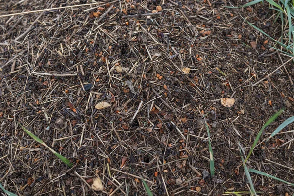 Wood Ant Anthill. Primer plano del ejército de hormigas rojas arrastrándose en el nido, hechas de ramas, semillas y paja — Foto de Stock