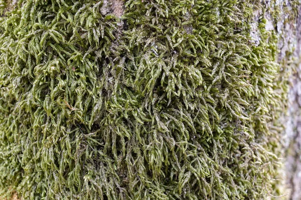 Ağaçta Moss 'a yaklaş. Doğanın geçmişi. Yosun ile Ağaç Kabuğunu Kapat