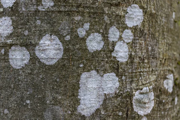 Крупный план текстуры коры серого бука с белыми пятнами лишайника, на фоне макроизображения — стоковое фото