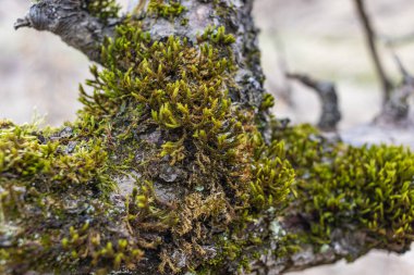 Ağaç dalı yosun ile kaplanmış. Yosun dokusunu kapat