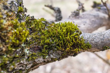 Ağaç dalı yosun ile kaplanmış. Yosun dokusunu kapat
