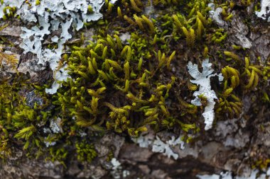Ağaç dalı yosun ile kaplanmış. Yosun dokusunu kapat