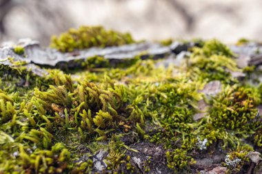 Ağaç dalı yosun ile kaplanmış. Yosun dokusunu kapat