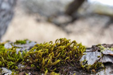 Ağaç dalı yosun ile kaplanmış. Yosun dokusunu kapat