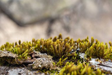 Ağaç dalı yosun ile kaplanmış. Yosun dokusunu kapat