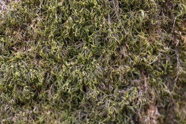 Ağaçta Moss 'a yaklaş. Doğanın geçmişi. Yosun ile Ağaç Kabuğunu Kapat