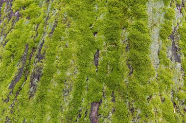 Ağaçta Moss 'a yaklaş. Doğanın geçmişi. Yosun ile Ağaç Kabuğunu Kapat