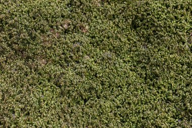 Ağaçta Moss 'a yaklaş. Doğanın geçmişi. Yosun ile Ağaç Kabuğunu Kapat