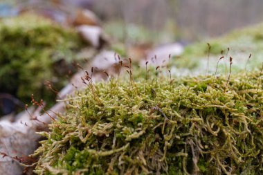 Kütük yosun ile kaplanmış. Güzel kütüğün üzerinde büyüyen mantarlar var. Kesilmiş yosunlu ağaca yakın çekim