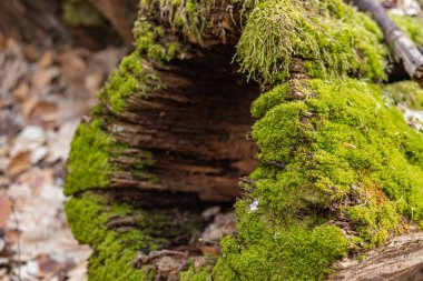Kütük yosun ile kaplanmış. Kesilmiş yosunlu ağaca yakın çekim