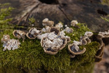 Kütük yosun ile kaplanmış. Güzel kütüğün üzerinde büyüyen mantarlar var. Kesilmiş yosunlu ağaca yakın çekim