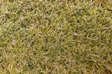 Ağaçta Moss 'a yaklaş. Doğanın geçmişi. Yosun ile Ağaç Kabuğunu Kapat