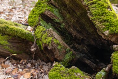Kütük yosun ile kaplanmış. Güzel kütüğün üzerinde büyüyen mantarlar var. Kesilmiş yosunlu ağaca yakın çekim