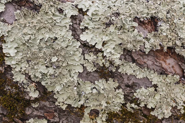 Hipogymnia physodes. El liquen de los monjes. Lichen en rama de árbol en el bosque enfoque selectivo de primer plano —  Fotos de Stock