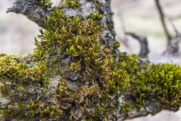 Ağaç dalı yosun ile kaplanmış. Yosun dokusunu kapat