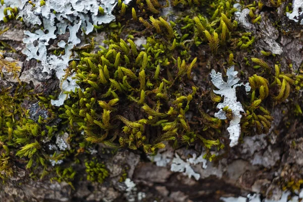 Ağaç dalı yosun ile kaplanmış. Yosun dokusunu kapat