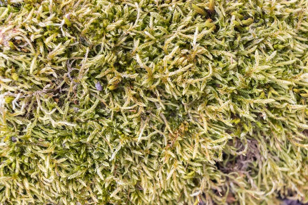 Ağaçta Moss 'a yaklaş. Doğanın geçmişi. Yosun ile Ağaç Kabuğunu Kapat