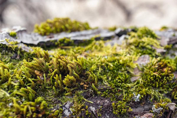 Ağaç dalı yosun ile kaplanmış. Yosun dokusunu kapat