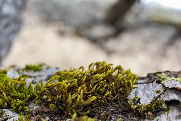 Ağaç dalı yosun ile kaplanmış. Yosun dokusunu kapat